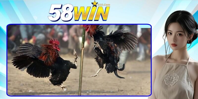 Các loại kèo đá gà thường gặp tại nhà cái 58win Các loại kèo đá gà thường gặp tại nhà cái 58win