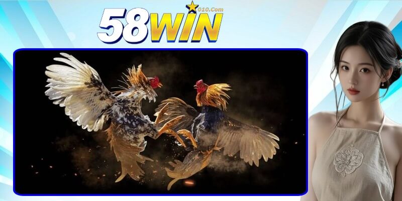 Các loại hình đá gà hấp dẫn tại 58win Các loại hình đá gà hấp dẫn tại 58win