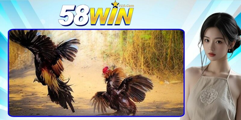 Đôi nét về sảnh đá gà 58win Đôi nét về sảnh đá gà 58win