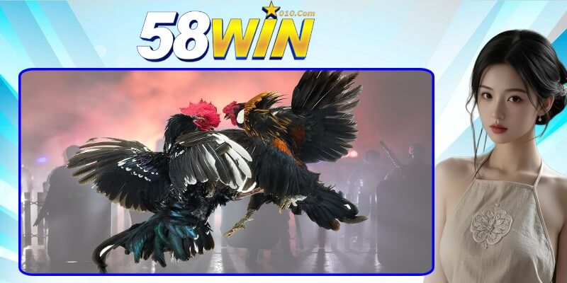 Luật chơi đá gà 58Win cơ bản dành cho tân thủ Luật chơi đá gà 58Win cơ bản dành cho tân thủ