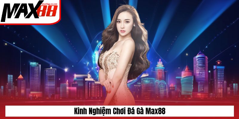 Kinh nghiệm chơi đá gà Max88